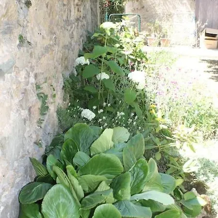 Fleurs De Gamay Au Coeur Du Beaujolais * Lancié