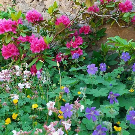 Fleurs De Gamay Au Coeur Du Beaujolais Hébergement de vacances