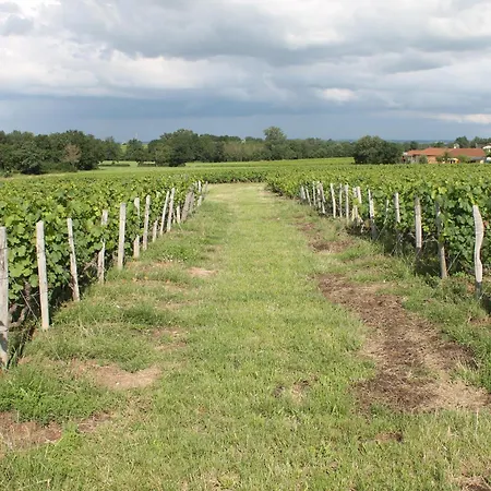 Fleurs De Gamay Au Coeur Du Beaujolais Lancié
