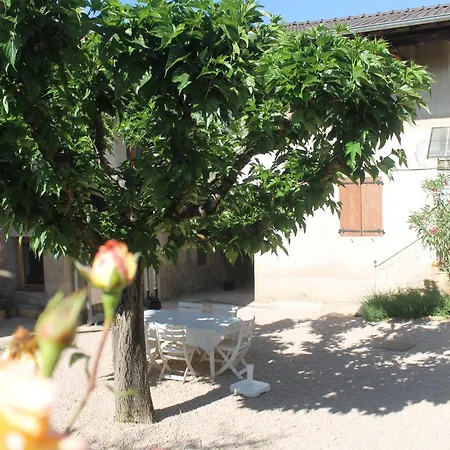 Fleurs De Gamay Au Coeur Du Beaujolais Lancié